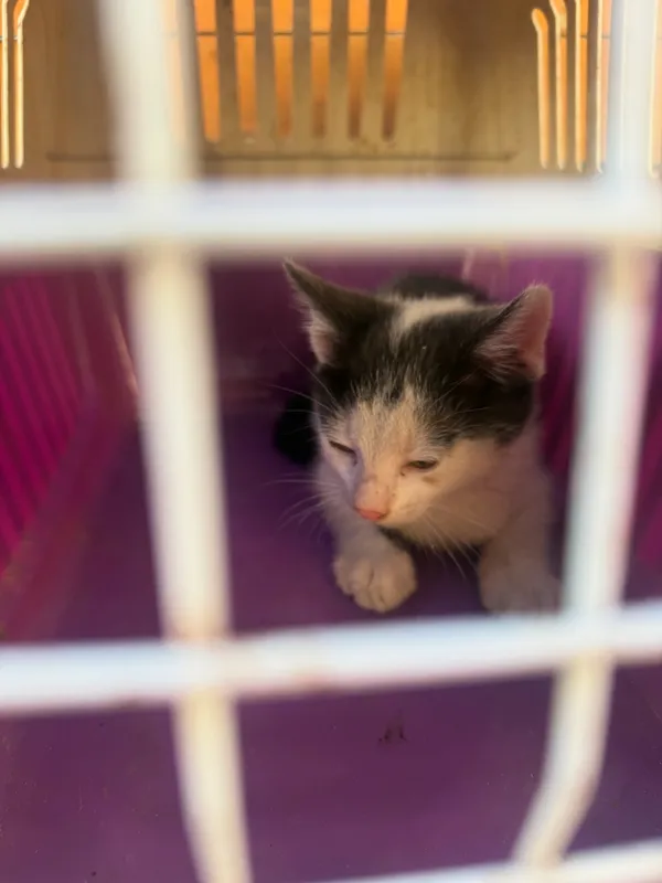 Znaleziono kota, Krośniewice, 2 lipca 2025 (1/2)