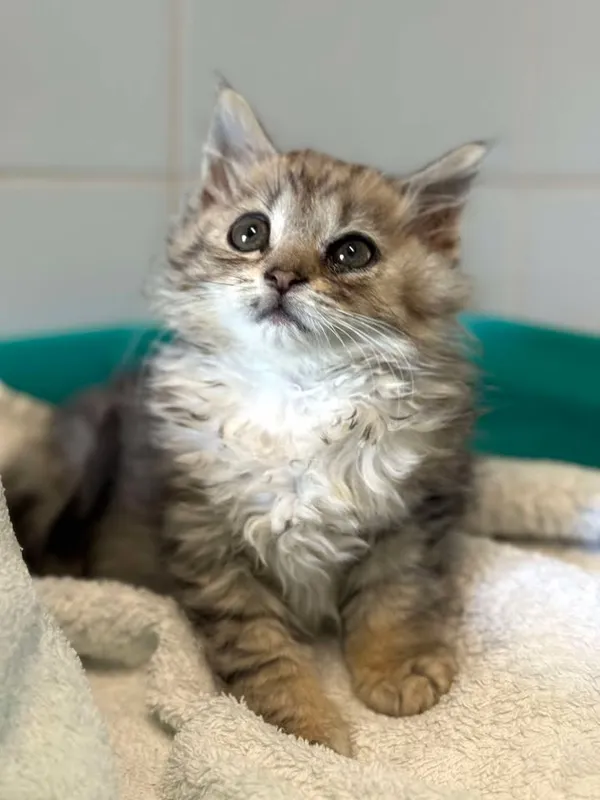 Znaleziono kota, Lublin, 1 lipca 2025