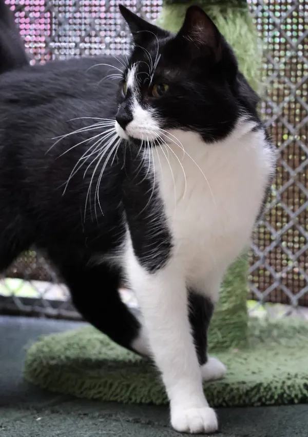 Znaleziono kota, Łódź, 2 lipca 2025 (4/5)