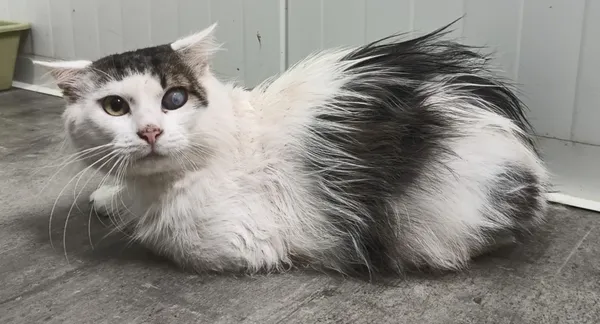 Znaleziono kota, Pieckowo, 1 lipca 2025 (1/2)