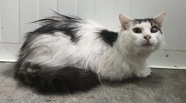 Znaleziono kota, Pieckowo, 1 lipca 2025 (2/2)