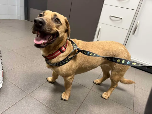 Znaleziono psa, Bydgoszcz, 29 czerwca 2025