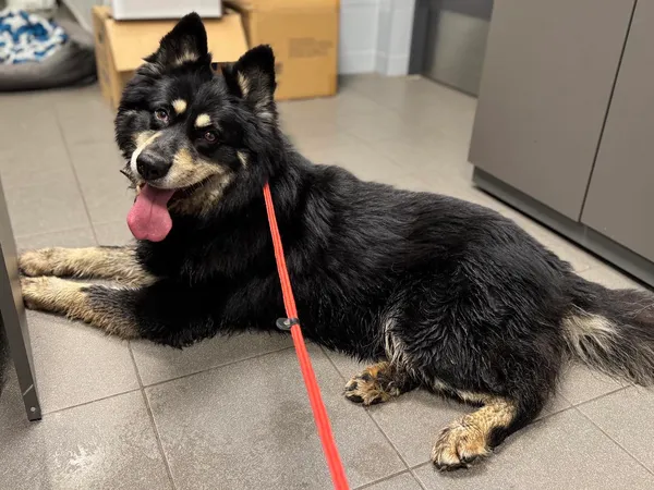 Znaleziono psa, Bydgoszcz, 27 czerwca 2025