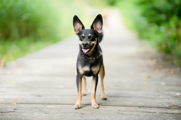 Znaleziono psa, Sosnowiec, 30 czerwca 2025 (4/5)