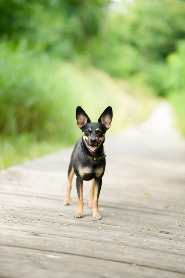 Znaleziono psa, Sosnowiec, 30 czerwca 2025 (5/5)