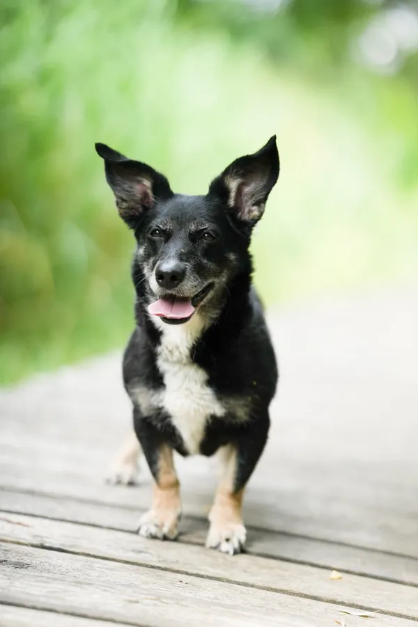 Znaleziono psa, Sosnowiec, 30 czerwca 2025 (4/5)