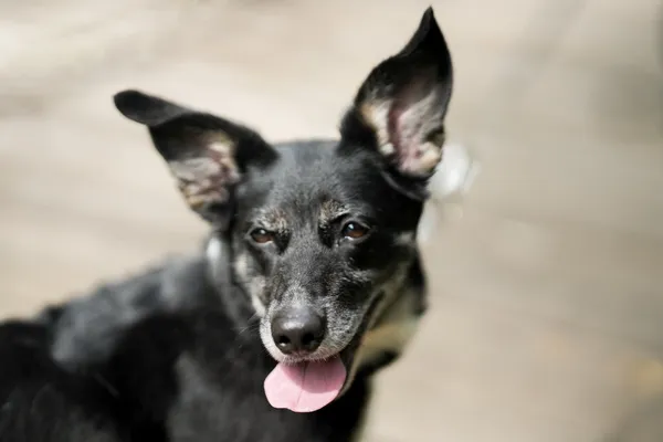 Znaleziono psa, Sosnowiec, 30 czerwca 2025 (5/5)