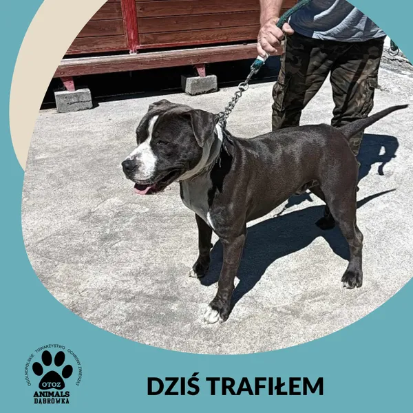 Znaleziono psa, Dąbrówka, 29 czerwca 2025 (2/2)