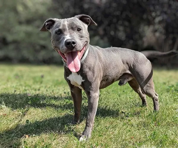 Znaleziono psa, Lublin, 2 czerwca 2025