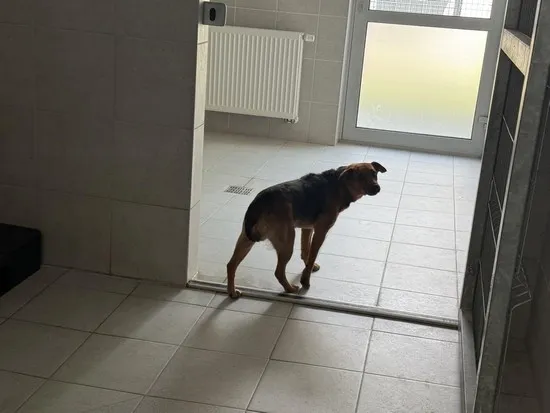 Pies do adopcji, Kraków, 18 czerwca 2025