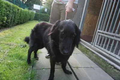 Pies do adopcji, Kraków, 18 czerwca 2025