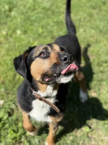 Pies do adopcji, Kraków, 18 czerwca 2025 (1/3)