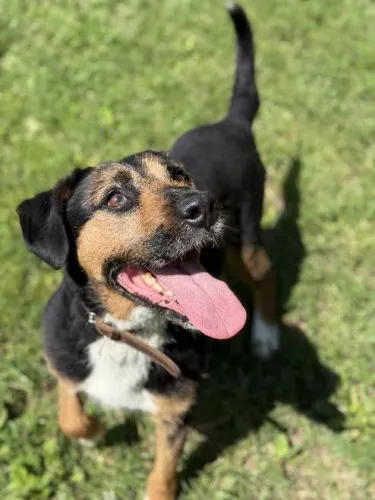 Pies do adopcji, Kraków, 18 czerwca 2025 (2/3)