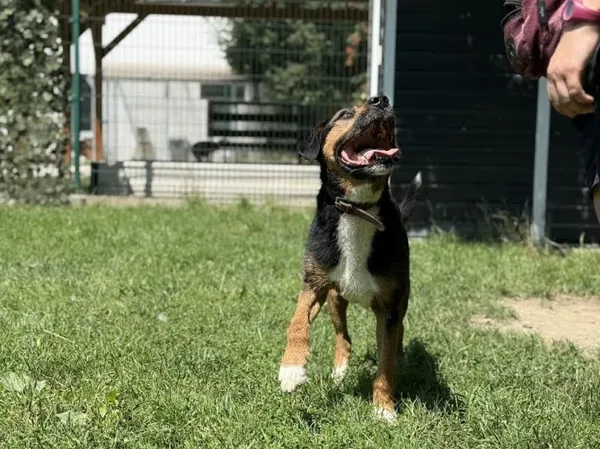 Pies do adopcji, Kraków, 18 czerwca 2025 (3/3)