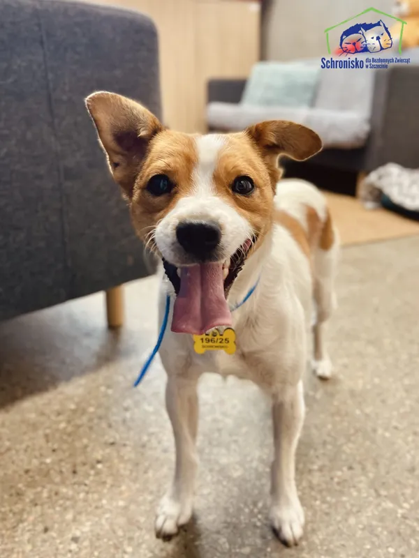 Znaleziono psa, Szczecin, 1 lipca 2025 (1/4)