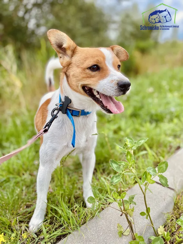 Znaleziono psa, Szczecin, 1 lipca 2025 (3/4)