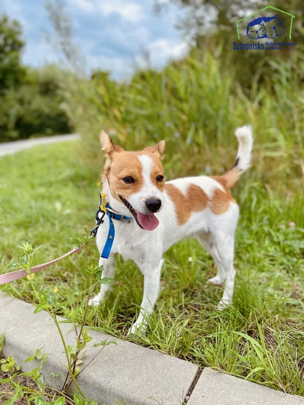 Znaleziono psa, Szczecin, 1 lipca 2025 (4/4)