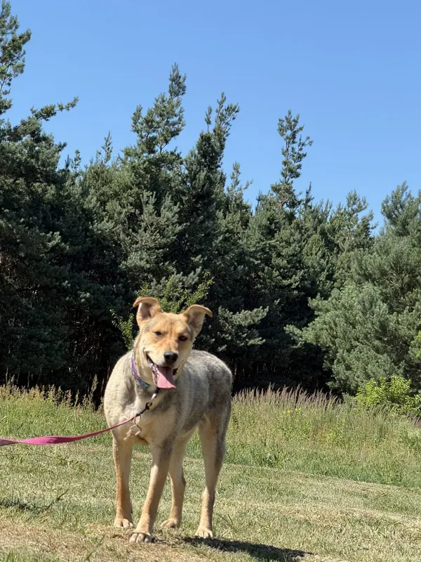 Pies do adopcji, Pieczyska, 2 lipca 2025 (5/5)