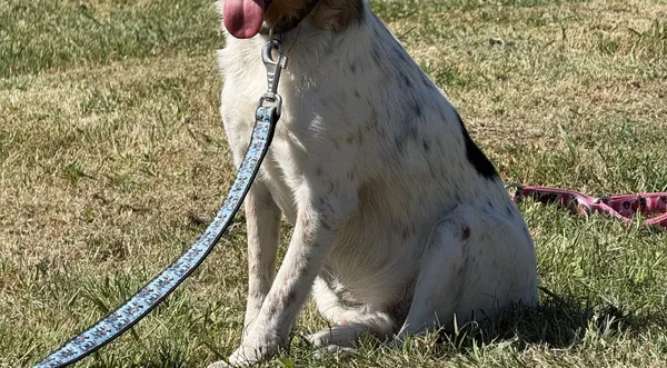 Pies do adopcji, Pieczyska, 2 lipca 2025 (1/5)