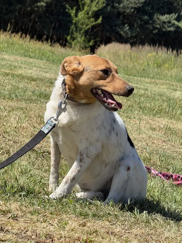 Pies do adopcji, Pieczyska, 2 lipca 2025 (2/5)