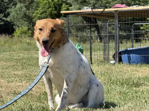 Pies do adopcji, Pieczyska, 2 lipca 2025 (4/5)