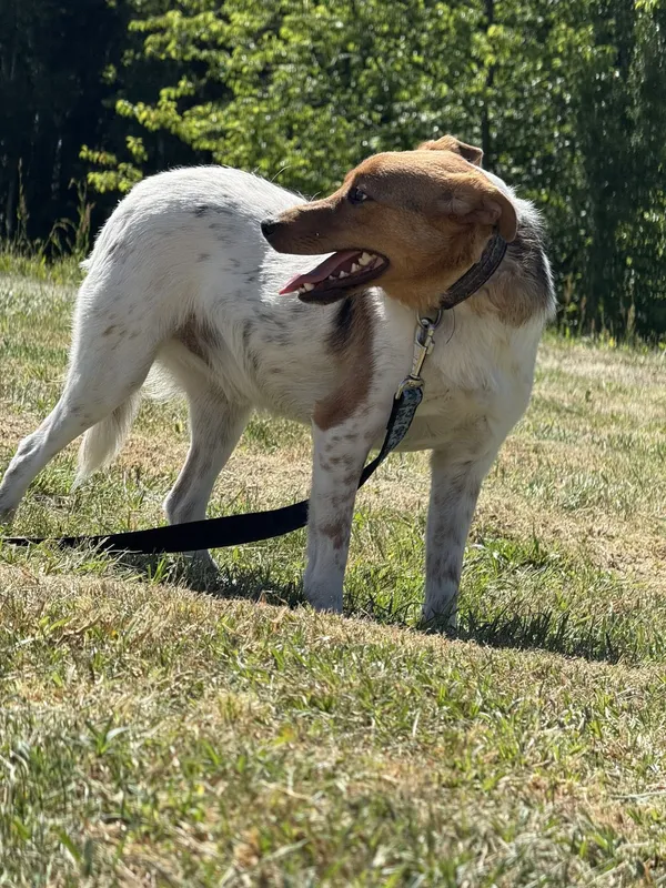 Pies do adopcji, Pieczyska, 2 lipca 2025 (5/5)