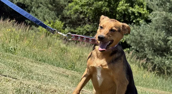 Pies do adopcji, Pieczyska, 2 lipca 2025 (1/5)