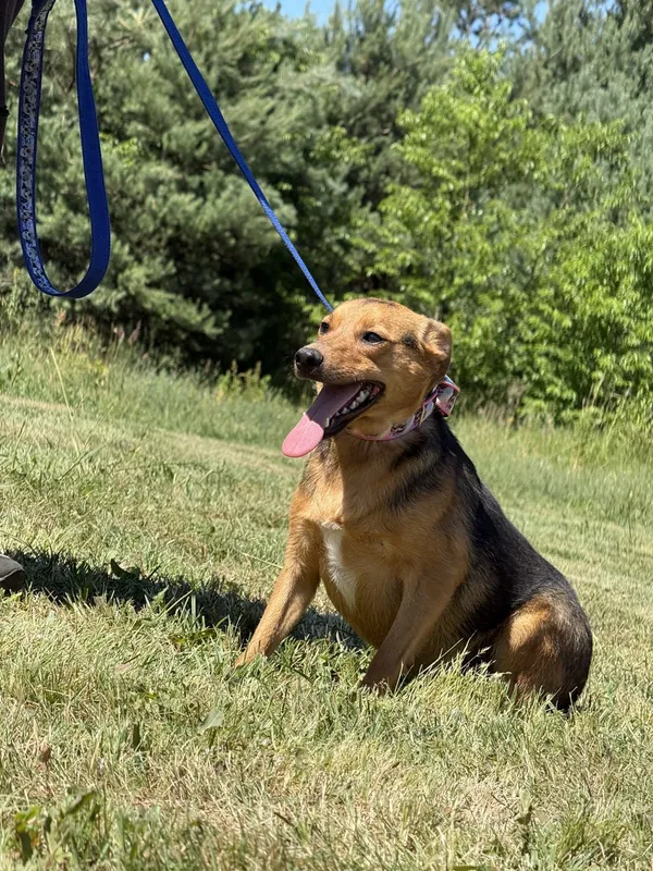 Pies do adopcji, Pieczyska, 2 lipca 2025 (2/5)