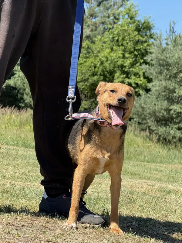 Pies do adopcji, Pieczyska, 2 lipca 2025 (3/5)