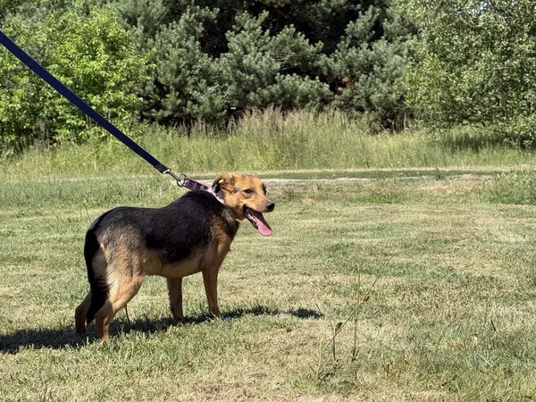 Pies do adopcji, Pieczyska, 2 lipca 2025 (5/5)