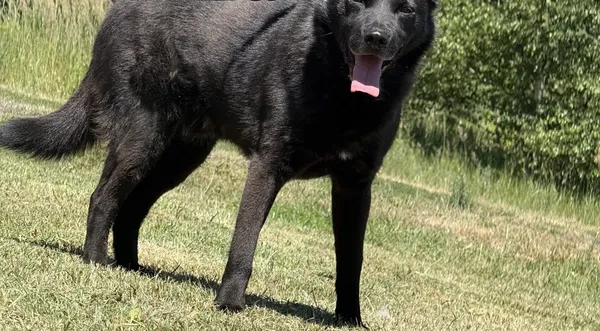 Pies do adopcji, Pieczyska, 2 lipca 2025 (1/4)