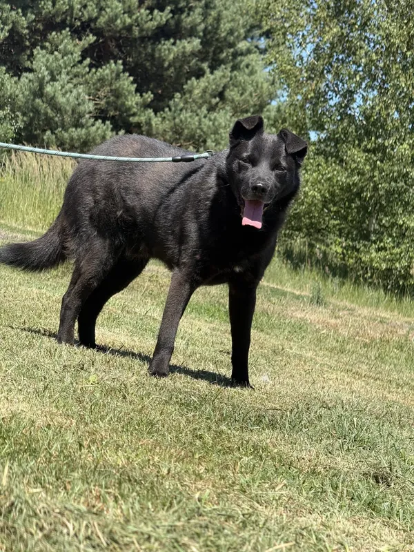 Pies do adopcji, Pieczyska, 2 lipca 2025 (2/4)