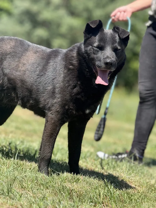 Pies do adopcji, Pieczyska, 2 lipca 2025 (4/4)