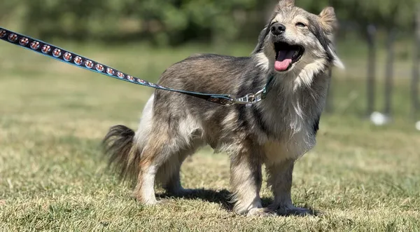 Pies do adopcji, Pieczyska, 2 lipca 2025 (1/5)