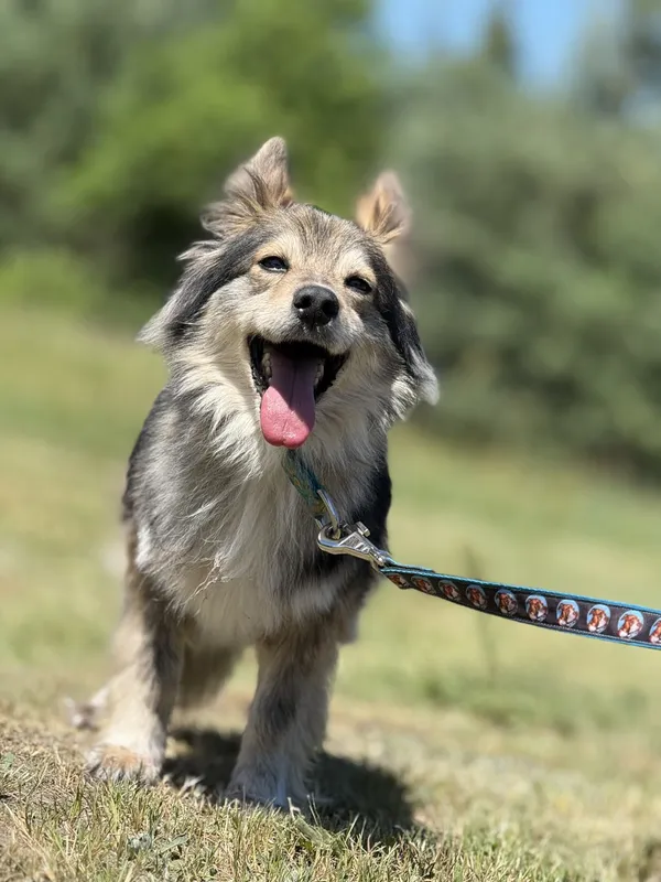 Pies do adopcji, Pieczyska, 2 lipca 2025 (3/5)