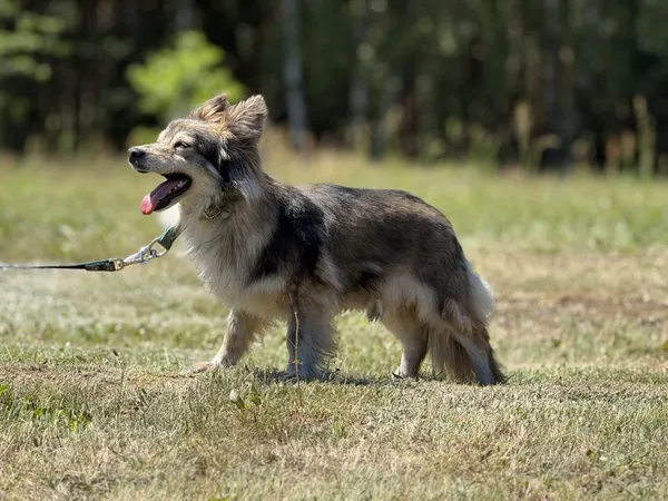 Pies do adopcji, Pieczyska, 2 lipca 2025 (4/5)