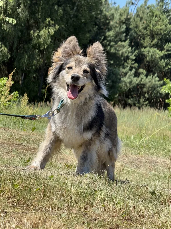 Pies do adopcji, Pieczyska, 2 lipca 2025 (5/5)