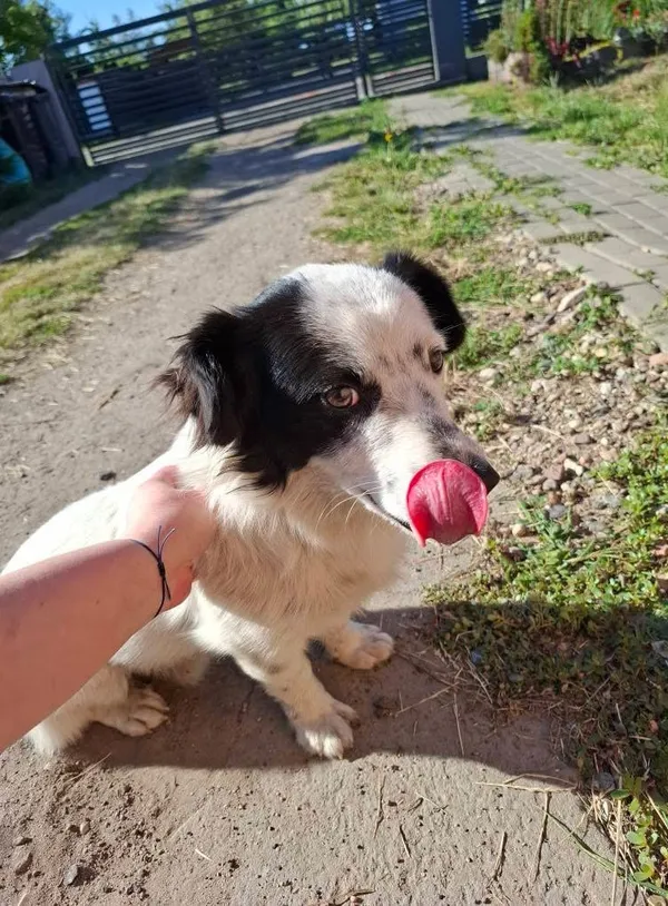 Znaleziono psa, Kajew, 3 lipca 2025