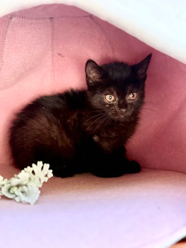 Kot do adopcji, Jelenia Góra, 21 czerwca 2025 (2/3)