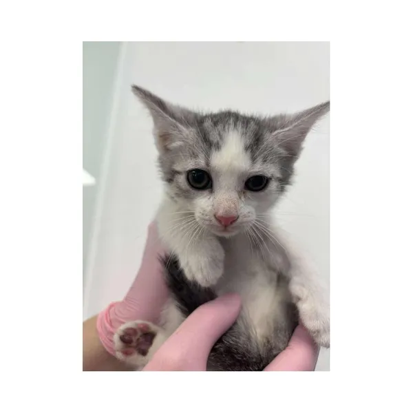 Znaleziono kota, Białystok, 2 lipca 2025