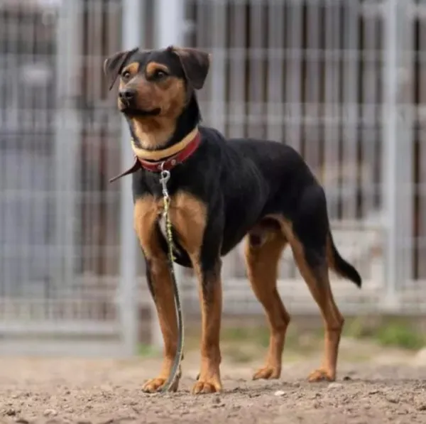 Zaginął pies, Warszawa, Wierzbno, 3 lipca 2025