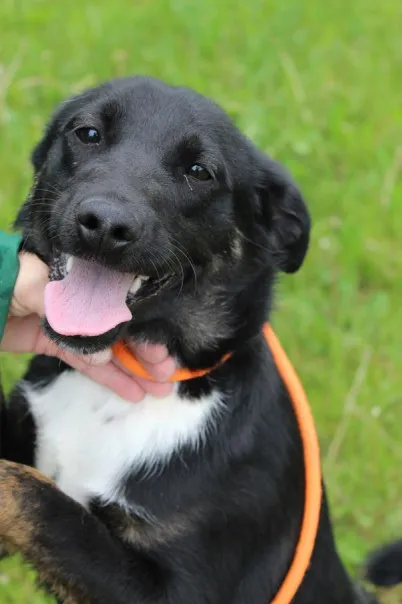 Pies do adopcji, Bełchatów, 3 lipca 2024 (1/5)