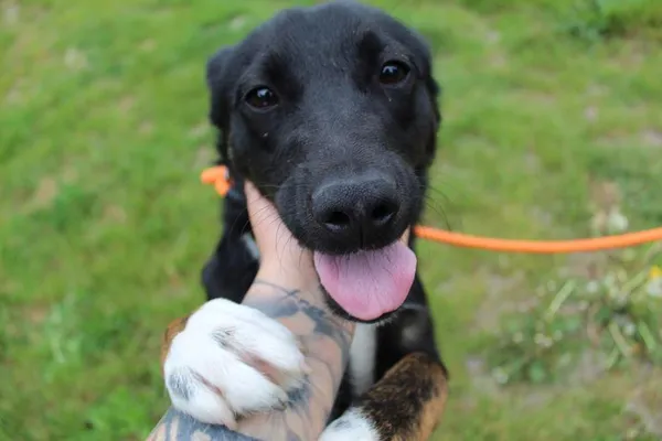 Pies do adopcji, Bełchatów, 3 lipca 2024 (3/5)