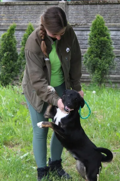 Pies do adopcji, Bełchatów, 3 lipca 2024 (4/5)