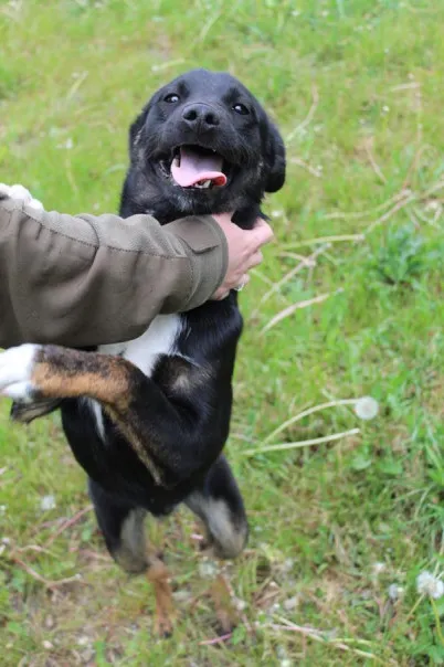 Pies do adopcji, Bełchatów, 3 lipca 2024 (5/5)