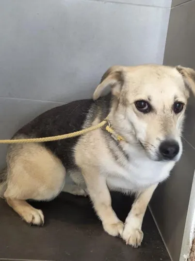 Pies do adopcji, Bełchatów, 30 marca 2023 (1/3)