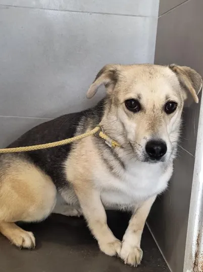 Pies do adopcji, Bełchatów, 30 marca 2023 (3/3)