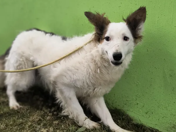 Pies do adopcji, Bełchatów, 29 lutego 2024 (2/5)