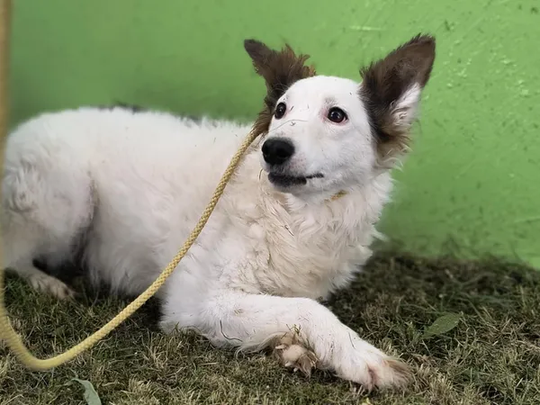 Pies do adopcji, Bełchatów, 29 lutego 2024 (5/5)