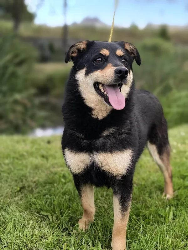 Pies do adopcji, Bełchatów, 28 listopada 2023 (1/5)